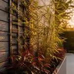 Cache mur extérieur avec panneaux bois et clématites, golden hour