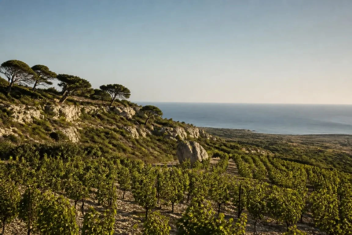 La Clape vin rouge : vignoble méditerranéen sur massif calcaire entre Narbonne et Gruissan
